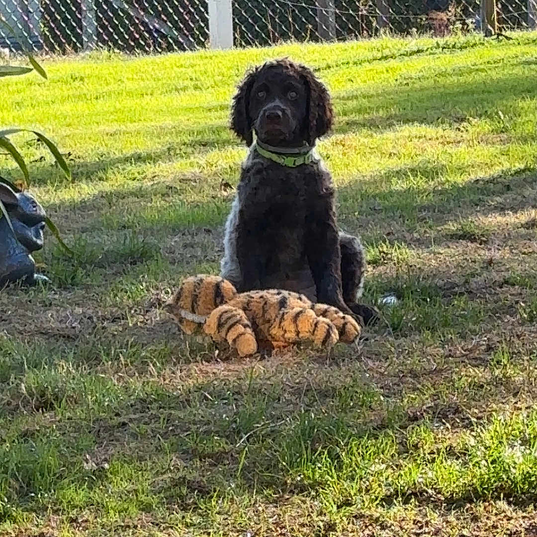 Bosco