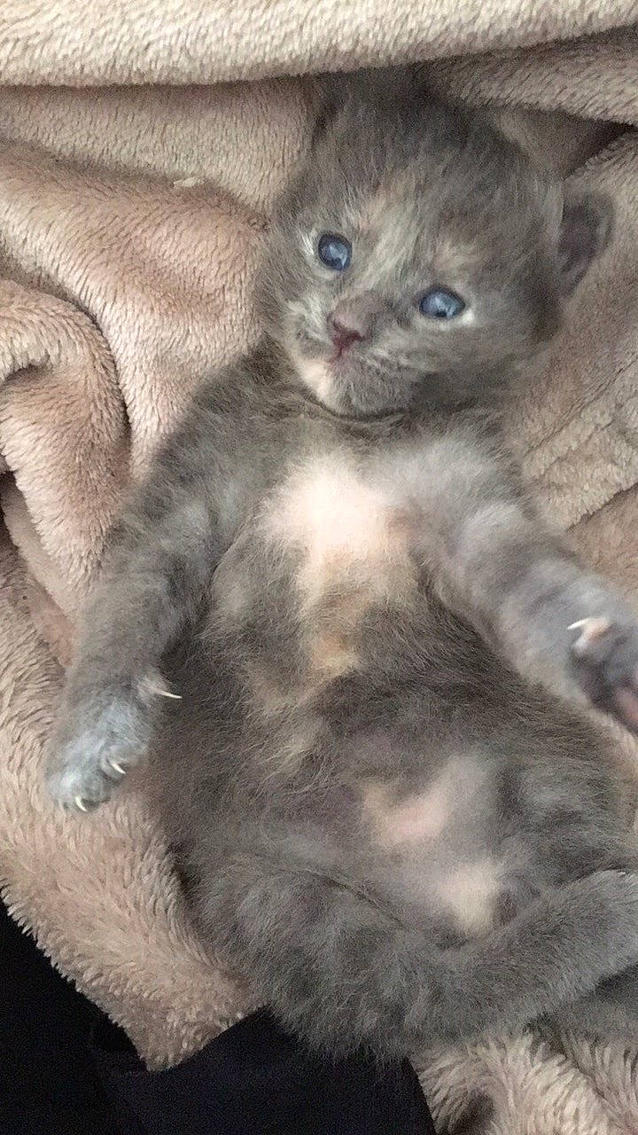 Kinder participe au concours pour gagner de l'argent avec cette photo : carnivore, cat, claw, comfort, domestic_short_haired_cat, electric_blue, felidae, fur, grey, paw, russian_blue, small_to_medium_sized_cats, snout, tail, terrestrial_animal, whiskers, window