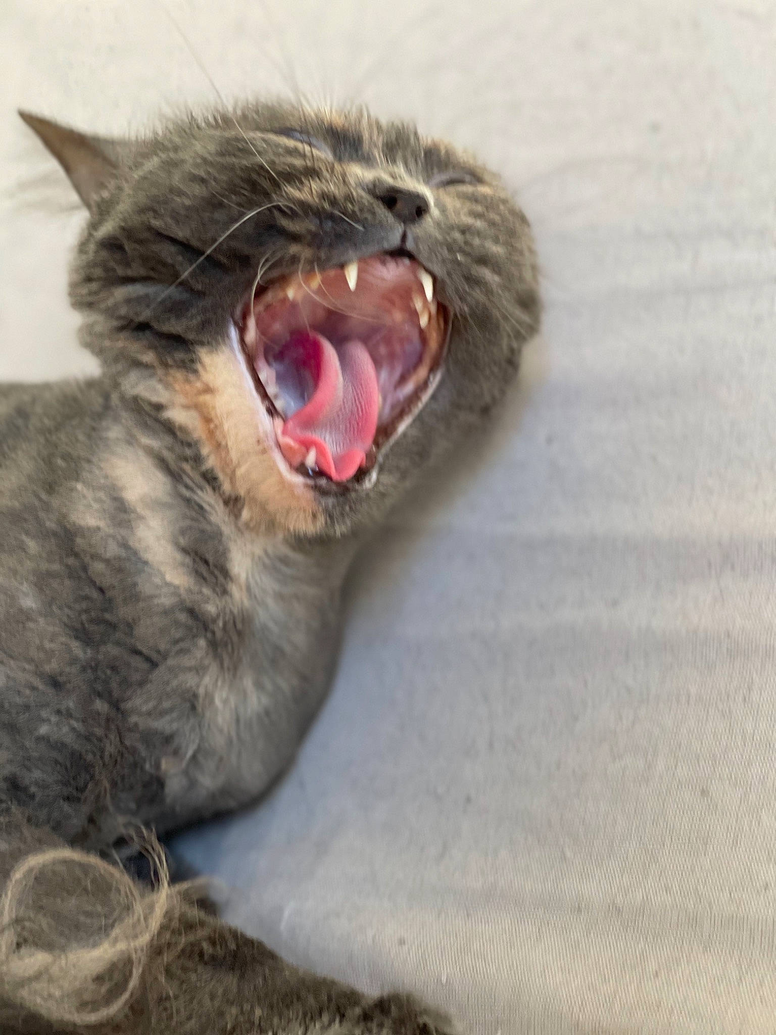 Kinder a rejoint le concours — aidez-le/la à gagner de superbes lots ! carnivore, cat, claw, domestic_short_haired_cat, eye, fang, felidae, fur, grey, paw, roar, small_to_medium_sized_cats, snout, terrestrial_animal, tooth, whiskers, wildlife, yawn