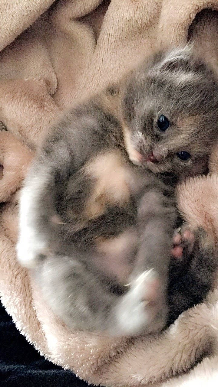 Kinder a rejoint le concours — aidez-le/la à gagner de superbes lots ! carnivore, cat, cat_bed, claw, comfort, domestic_short_haired_cat, fawn, felidae, fur, nap, paw, sleep, small_to_medium_sized_cats, snout, tail, terrestrial_animal, whiskers