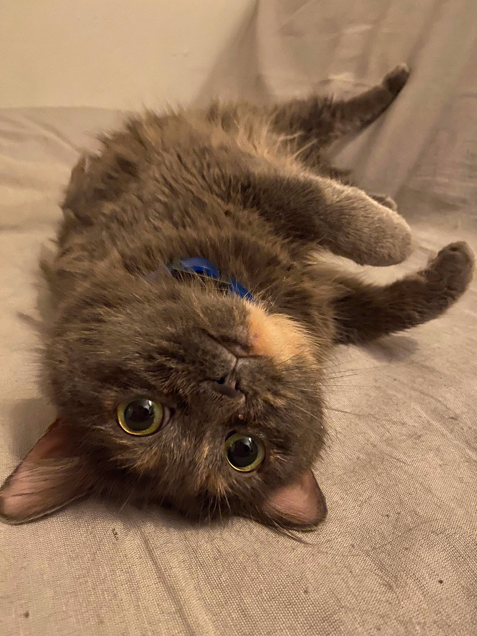 Kinder participe au concours pour gagner de l'argent avec cette photo : british_longhair, carnivore, cat, claw, domestic_short_haired_cat, fawn, felidae, flooring, fur, grey, paw, small_to_medium_sized_cats, snout, terrestrial_animal, whiskers