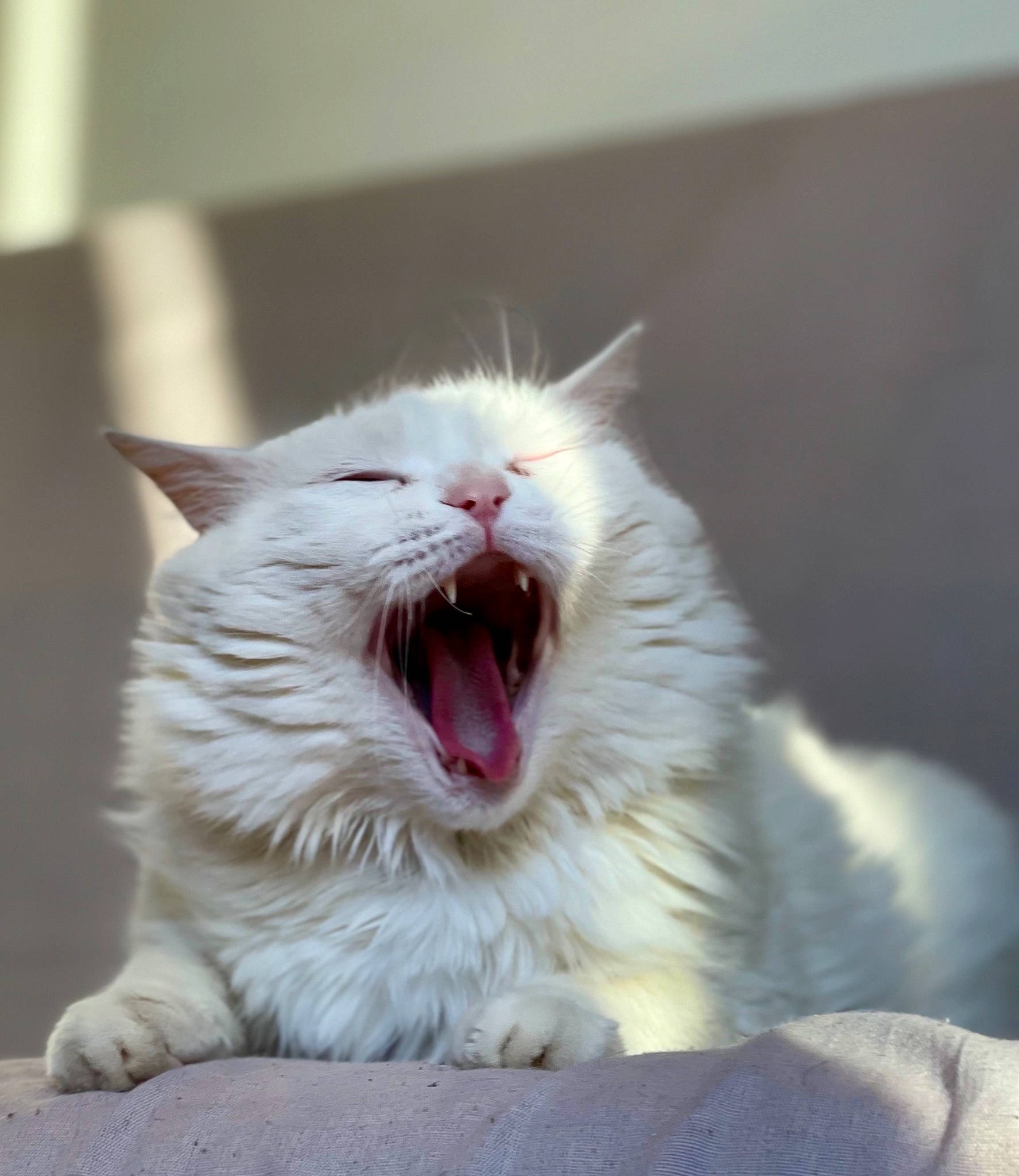 Chamallow participe au concours pour gagner de l'argent avec cette photo : carnivore, cat, domestic_short_haired_cat, fang, felidae, fur, jaw, paw, roar, small_to_medium_sized_cats, snout, terrestrial_animal, tooth, whiskers, window, yawn