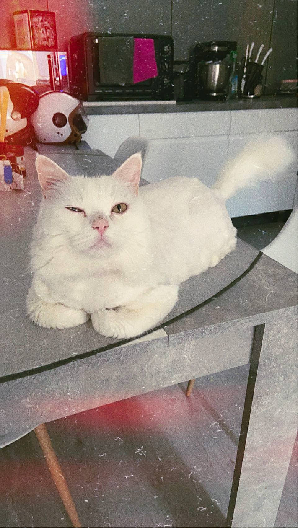 Chamallow a rejoint le concours — aidez-le/la à gagner de superbes lots ! carnivore, cat, comfort, domestic_short_haired_cat, fawn, felidae, fur, paw, sitting, small_to_medium_sized_cats, snout, tail, whiskers, white, wood