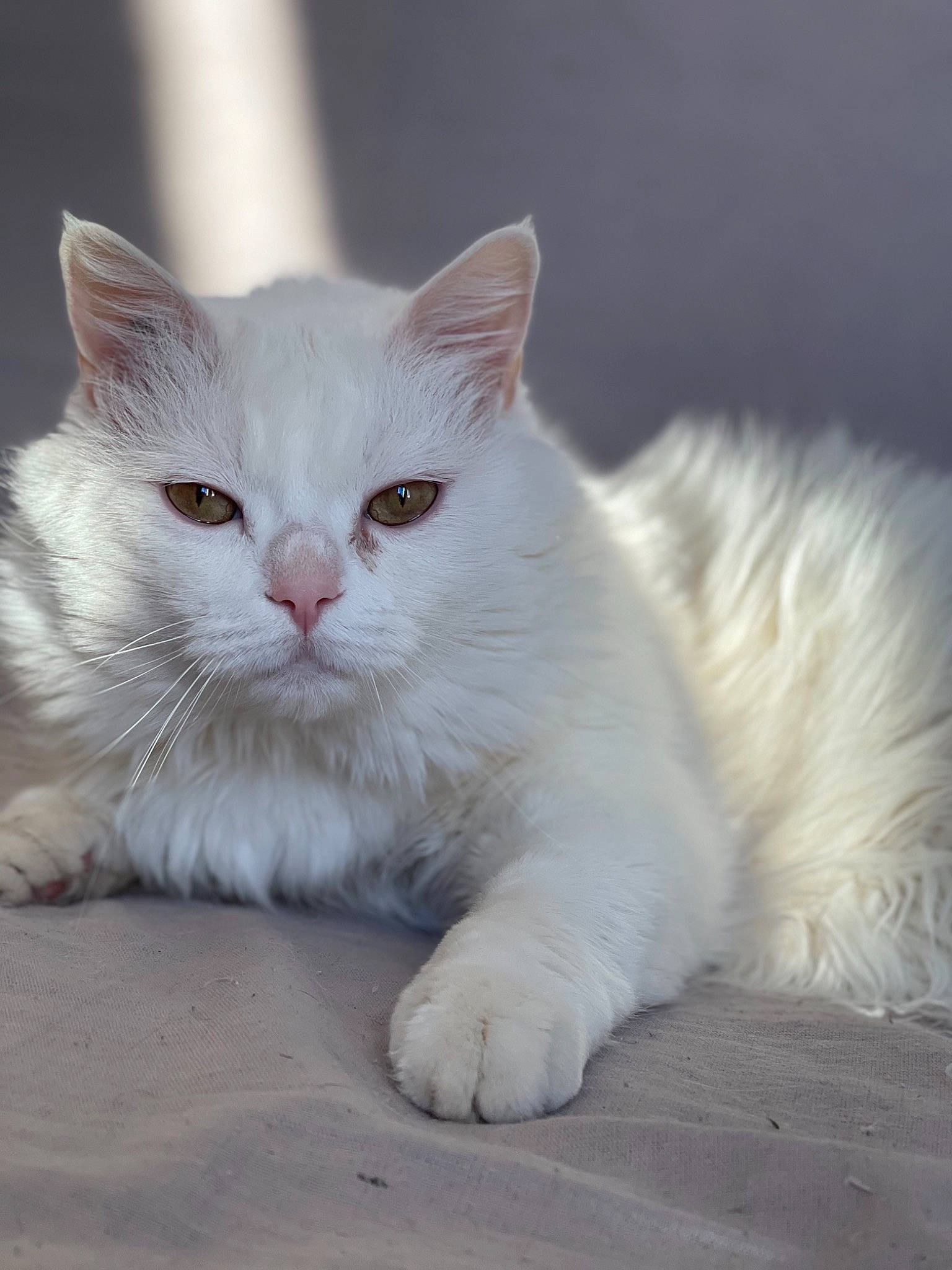 Chamallow participe au concours pour gagner de l'argent avec cette photo : carnivore, cat, claw, comfort, domestic_short_haired_cat, felidae, fur, paw, sitting, small_to_medium_sized_cats, snout, tail, terrestrial_animal, vehicle_registration_plate, whiskers