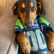 Ricardo is registered to the contest to win money with this photo: dog, dachshund, sleeping, jersey, clothing, pet, animal, couch, indoor, relaxed, brown, black, paw, closeup, resting, cozy, fabric, seattle, sports, nap