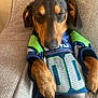 dog, dachshund, sleeping, jersey, clothing, pet, animal, couch, indoor, relaxed, brown, black, paw, closeup, resting, cozy, fabric, seattle, sports, nap