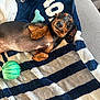 Ricardo joined the competition — help win amazing prizes! dog, dachshund, pet, toy, blanket, striped_blanket, couch, soft_texture, indoor, lying_down, cute, small_dog, brown_and_black, playful, relaxed, fur, canine, companion, animal, resting
