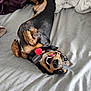 Ricardo is registered to the contest to win money with this photo: dog, pet, playful, bed, collar, tag, tongue_out, black_tan, happy, canine, animal, laying_down, fur, cute, domestic_animal, indoor, blanket, fabric, sleeping_area, resting