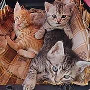 Leyla joined the competition — help win amazing prizes! adorable, animal, blanket, cat, cuddle, cute, ears, eyes, feline, fur, gray_cat, indoor, kitten, orange_cat, pet, playful, resting, striped, whiskers, young