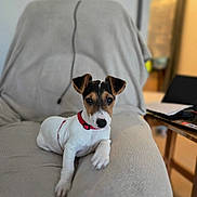 Apoe participe au concours pour gagner de l'argent avec cette photo : animal, black, blurred_background, brown, collar, couch, cozy, cute, dog, domestic_animal, furniture, household, indoor, looking, lying_down, pet, puppy, relaxed, small_dog, white