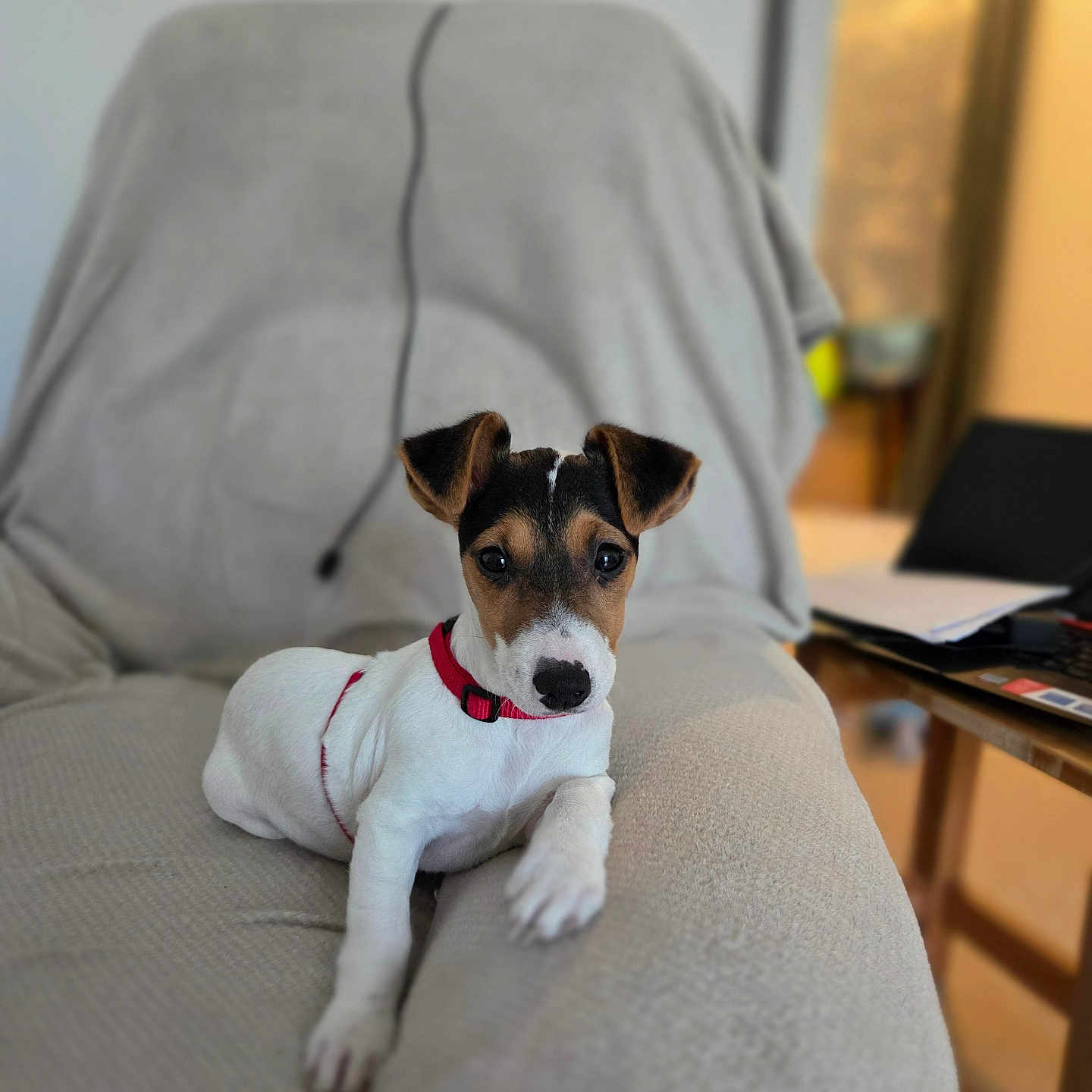 Apoe participe au concours pour gagner de l'argent avec cette photo : animal, black, blurred_background, brown, collar, couch, cozy, cute, dog, domestic_animal, furniture, household, indoor, looking, lying_down, pet, puppy, relaxed, small_dog, white