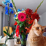 Cracotte participe au concours pour gagner de l'argent avec cette photo : cat, orange_cat, pet, animal, feline, flowers, bouquet, floral_arrangement, orchids, daisies, red_flowers, pink_flower, blue_flowers, plant, vase, indoor, living_room, table, portrait, colorful
