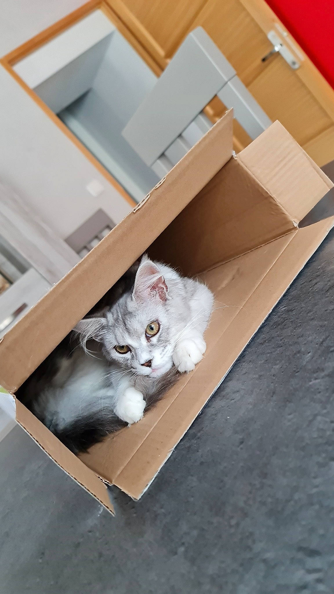 Tijuana participe au concours pour gagner de l'argent avec cette photo : box, cardboard, carnivore, carton, cat, domestic_short_haired_cat, drawer, fawn, felidae, flooring, fur, hardwood, packing_materials, room, shelf, shelving, shipping_box, small_to_medium_sized_cats, whiskers, wood