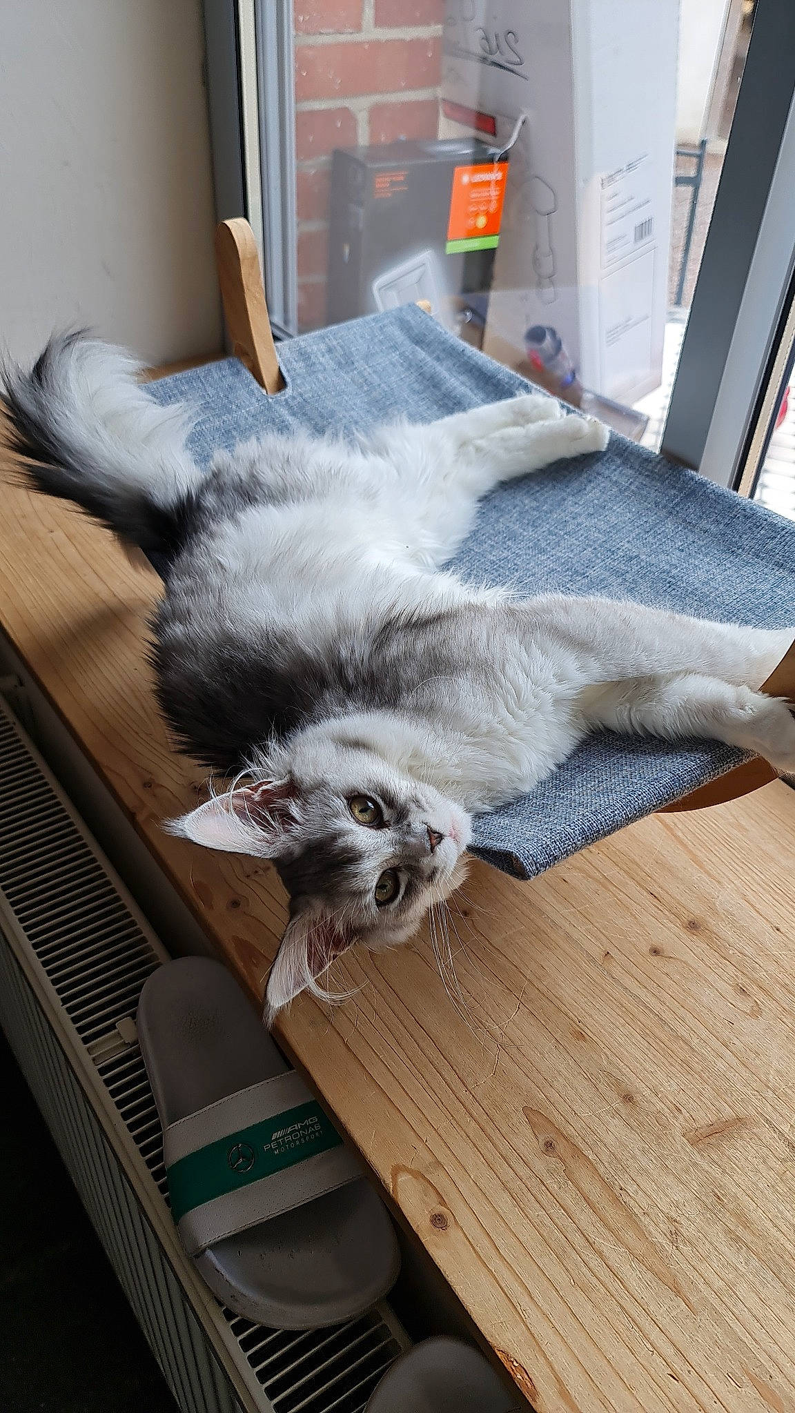 Tijuana participe au concours pour gagner de l'argent avec cette photo : carnivore, cat, comfort, domestic_short_haired_cat, felidae, floor, flooring, fur, grey, hardwood, small_to_medium_sized_cats, tail, whiskers, window, wood, wood_flooring