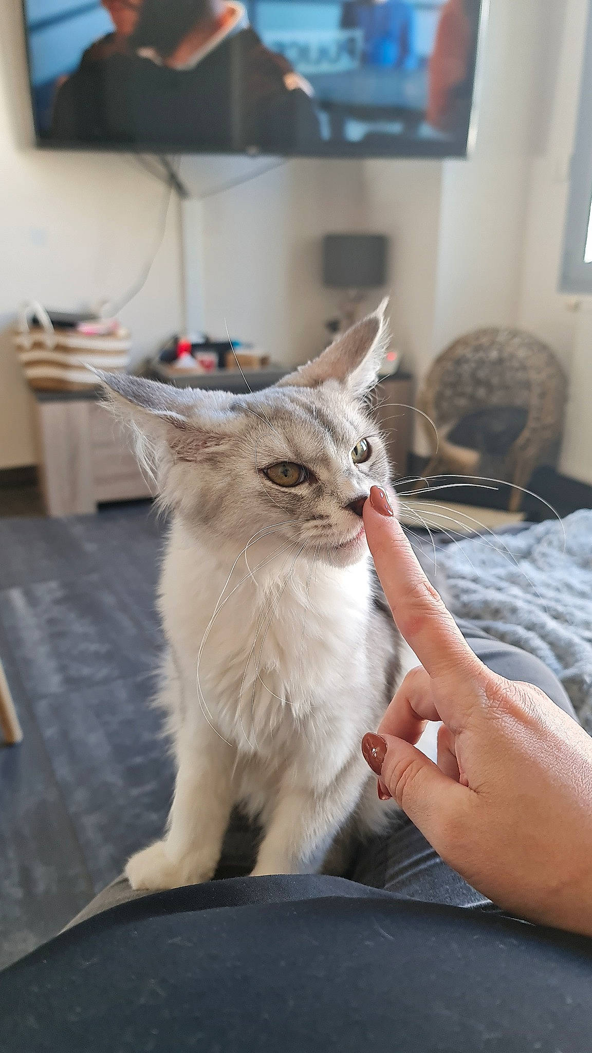 Tijuana participe au concours pour gagner de l'argent avec cette photo : cable_television, carnivore, cat, claw, comfort, domestic_short_haired_cat, fawn, felidae, flooring, fur, gesture, led_backlit_lcd_display, nail, paw, picture_frame, small_to_medium_sized_cats, snout, tail, television, whiskers