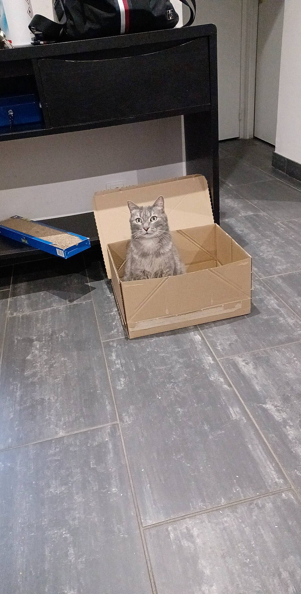 Nala a rejoint le concours — aidez-le/la à gagner de superbes lots ! brown, carnivore, cat, fawn, felidae, floor, flooring, grey, hardwood, plywood, rectangle, road_surface, room, shipping_box, small_to_medium_sized_cats, tail, tile_flooring, whiskers, wood, wood_stain