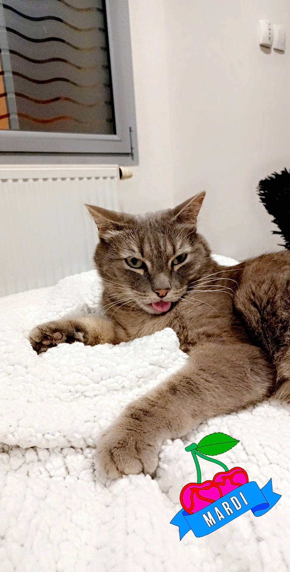 Nala a rejoint le concours — aidez-le/la à gagner de superbes lots ! bed, carnivore, cat, cat_supply, claw, comfort, domestic_short_haired_cat, door, fawn, felidae, fur, paw, pet_supply, picture_frame, small_to_medium_sized_cats, snout, tail, terrestrial_animal, whiskers, window