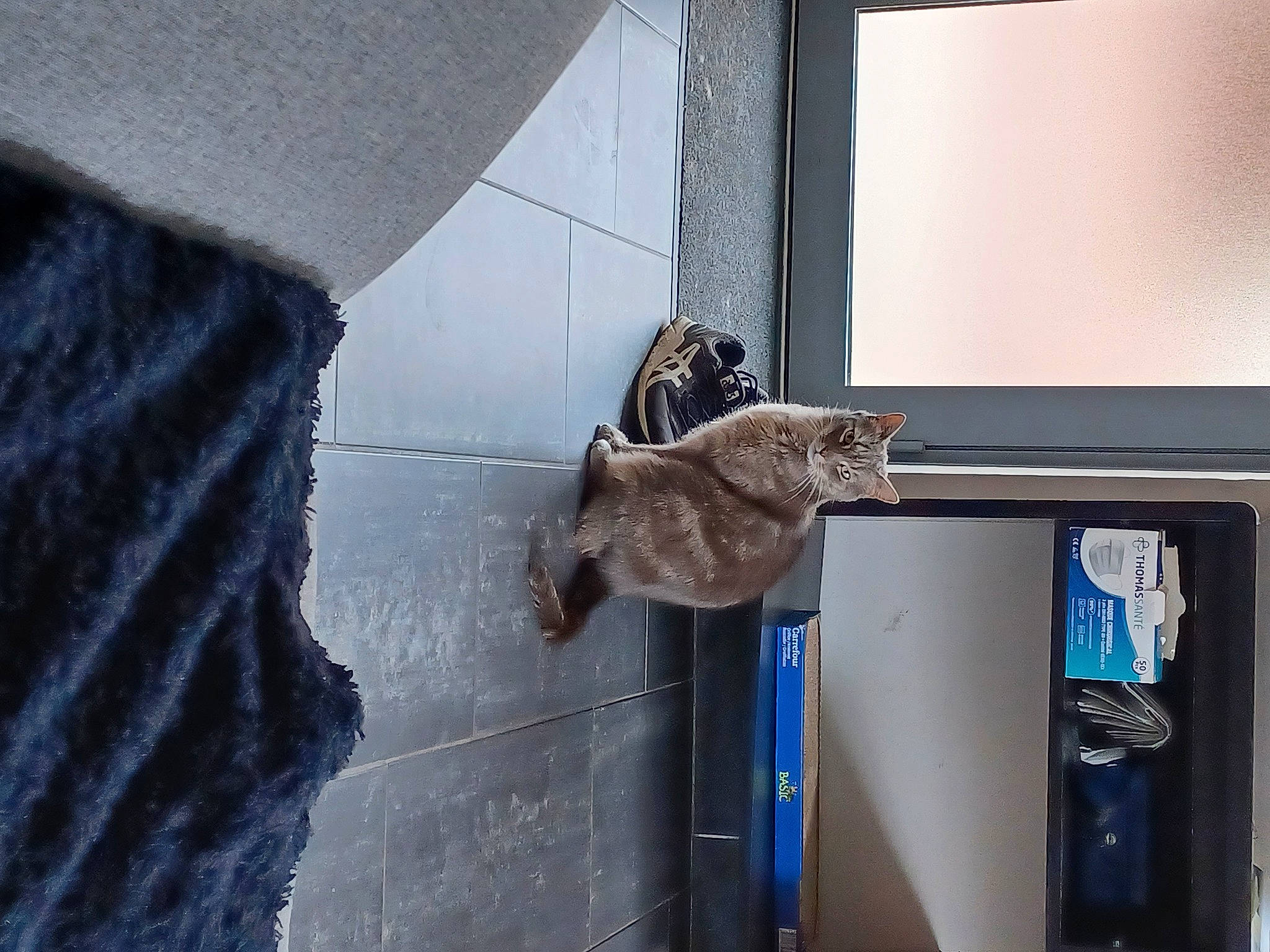 Nala participe au concours pour gagner de l'argent avec cette photo : canidae, carnivore, cat, dog, dog_breed, domestic_short_haired_cat, door, door_handle, fawn, felidae, fur, home_appliance, room, small_to_medium_sized_cats, sporting_group, tail, vehicle, vehicle_door, window, wood