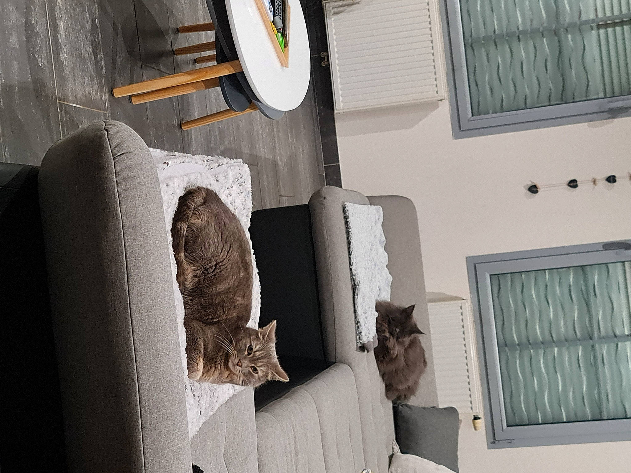 Nala a rejoint le concours — aidez-le/la à gagner de superbes lots ! art, automotive_tire, automotive_wheel_system, comfort, grey, hat, house, interior_design, picture_frame, rectangle, room, sash_window, tire, tread, wall, wheel, white, window, window_blind, wood