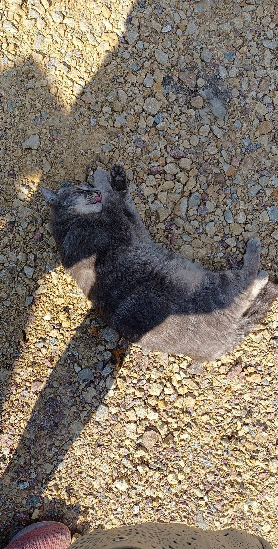 Nala participe au concours pour gagner de l'argent avec cette photo : asphalt, black_cat, carnivore, cat, claw, dog_breed, domestic_short_haired_cat, felidae, foot, fur, grass, paw, road_surface, small_to_medium_sized_cats, snout, sporting_group, squirrel, tail, terrestrial_animal, whiskers