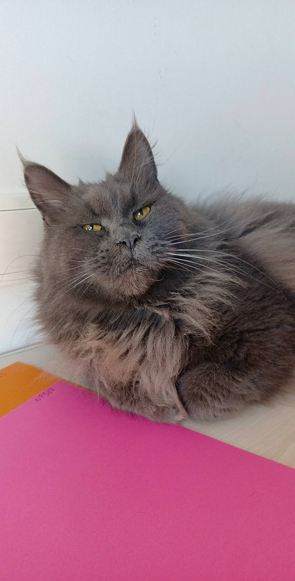 Nina a rejoint le concours — aidez-le/la à gagner de superbes lots ! british_longhair, carnivore, cat, claw, comfort, domestic_short_haired_cat, felidae, fur, grey, maine_coon, paw, small_to_medium_sized_cats, snout, tail, terrestrial_animal, whiskers