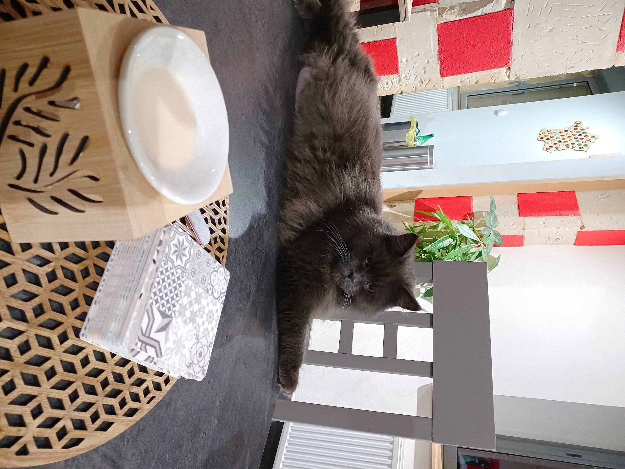 Nina participe au concours pour gagner de l'argent avec cette photo : black_cat, carnivore, cat, cat_supply, dishware, domestic_short_haired_cat, drinkware, felidae, flooring, fur, mammal, plant, porcelain, room, serveware, small_to_medium_sized_cats, tablecloth, tail, textile, whiskers