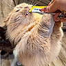 cat, fluffy, treat, hand, nails, kitchen, floor, cabinet, whiskers, bite, pet, animal, feline, curious, indoor, two_cats, closeup, cute, playful, domestic