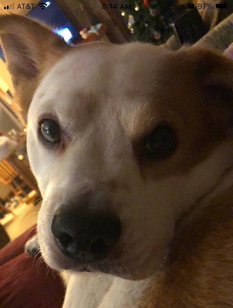 Bunker joined the competition — help win amazing prizes! ancient_dog_breeds, canidae, carnivore, collar, companion_dog, dog, dog_breed, ear, fawn, fur, non_sporting_group, nose, selfie, snout, sporting_group, square, terrestrial_animal, whiskers, working_animal