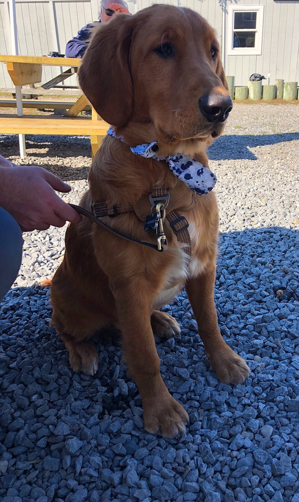 Hawser is registered to the contest to win money with this photo: beagador, broholmer, canidae, carnivore, chesapeake_bay_retriever, companion_dog, dog, dog_breed, fawn, golden_retriever, hunting_dog, labrador_retriever, liver, mammal, rare_breed_dog, retriever, snout, sporting_group, vertebrate, vizsla