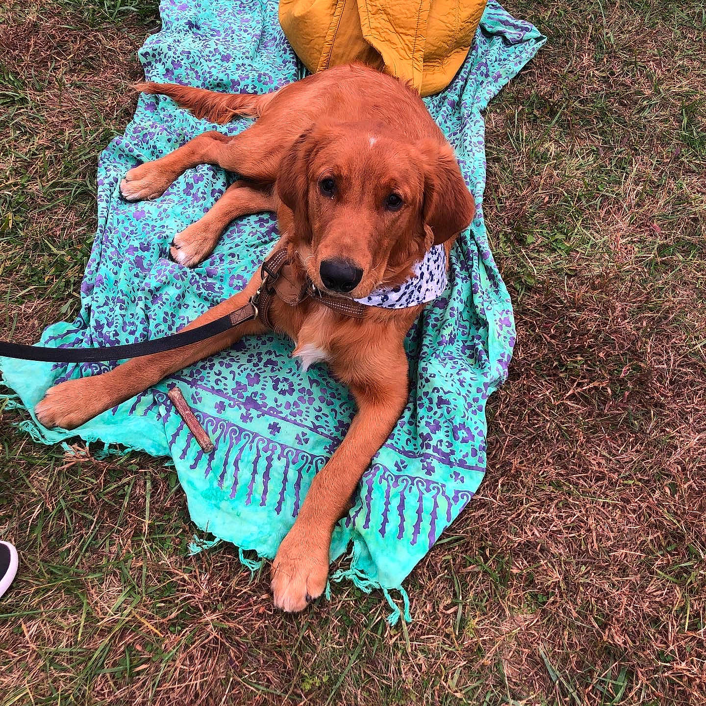 Hawser joined the competition — help win amazing prizes! canidae, carnivore, companion_dog, coonhound, dog, dog_breed, fawn, grass, irish_setter, redbone_coonhound, sporting_group