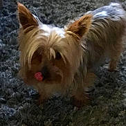 Hermès a rejoint le concours — aidez-le/la à gagner de superbes lots ! australian_silky_terrier, australian_terrier, biewer_terrier, cairn_terrier, canidae, carnivore, chinese_imperial_dog, companion_dog, dog, dog_breed, glen_of_imaal_terrier, mammal, norwich_terrier, rare_breed_dog, skye_terrier, small_terrier, terrier, toy_dog, vertebrate, yorkshire_terrier