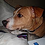Bronte joined the competition — help win amazing prizes! adventure, canidae, carnivore, dog, dog_breed, ear, fawn, mammal, nose, potcake_dog, snout, sporting_group, whiskers