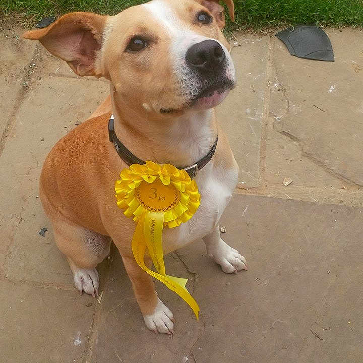 Bronte joined the competition — help win amazing prizes! american_pit_bull_terrier, american_staffordshire_terrier, canidae, carnivore, companion_dog, dog, dog_breed, fawn, mammal, non_sporting_group, pit_bull, potcake_dog, snout, sporting_group, vertebrate