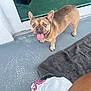 dog, french_bulldog, tongue_out, panting, alert_ears, pet, small_dog, porch, balcony, towel, plastic_bag, concrete_floor, glass_door, reflection, happy, looking_up, paws, short_coat, closeup, companion