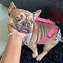 Ruby joined the competition — help win amazing prizes! dog, french_bulldog, pet, pink_harness, diaper, hand, bracelet, black_rug, leather_sofa, bed_sheet, indoor, portrait, paw, tile_floor, curious_expression, wrinkled_skin, short_muzzle, sitting, wide_eyes, close_up