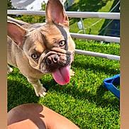 Ruby joined the competition — help win amazing prizes! dog, french_bulldog, pet, tongue_out, grass, balcony, close_up, sunlight, happy, ears, eyes, paw, playful, outdoor, green_grass, railing, leash, human_leg, portrait, summer