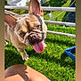 dog, french_bulldog, pet, tongue_out, grass, balcony, close_up, sunlight, happy, ears, eyes, paw, playful, outdoor, green_grass, railing, leash, human_leg, portrait, summer