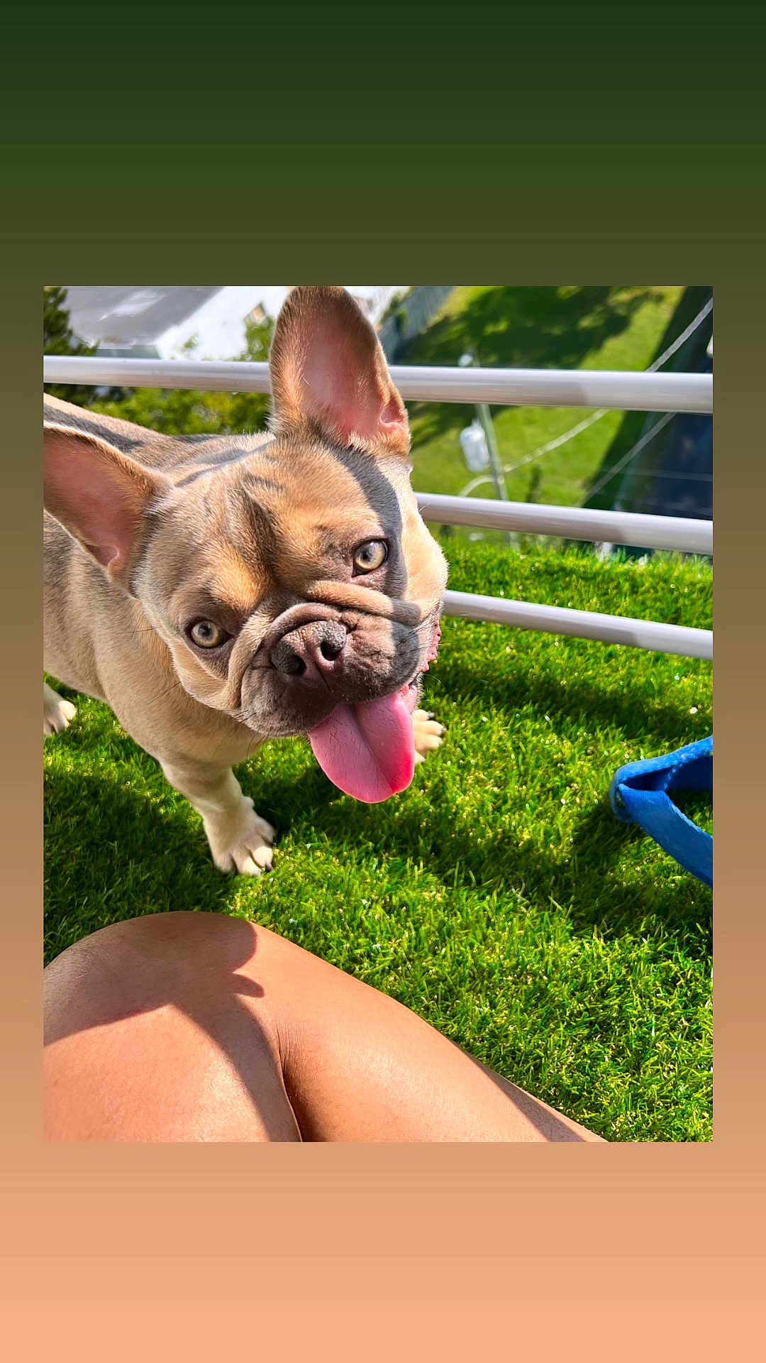Ruby joined the competition — help win amazing prizes! dog, french_bulldog, pet, tongue_out, grass, balcony, close_up, sunlight, happy, ears, eyes, paw, playful, outdoor, green_grass, railing, leash, human_leg, portrait, summer