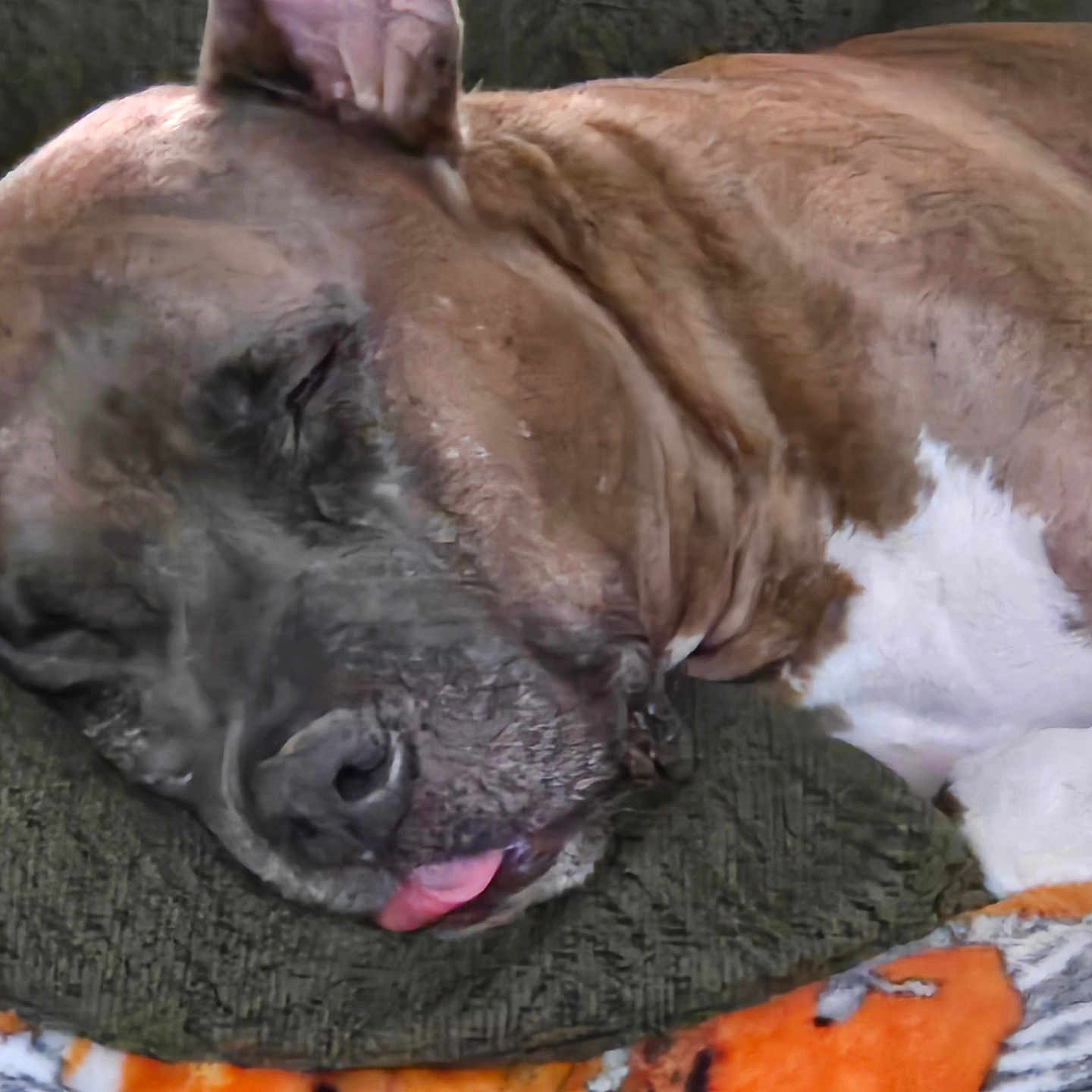 Cooper is registered to the contest to win money with this photo: animal, blanket, brown_fur, calm, closeup, cozy, cushion, cute, dog, ears, indoor, pet, relaxed, resting, sleeping, snout, soft, texture, tongue_out, white_paw