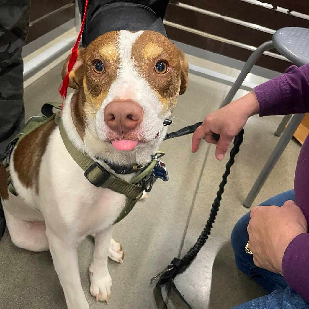 Charlie is registered to the contest to win money with this photo: animal, brown_and_white, canine, chair, companion, cute, dog, floor, graduation_cap, hand, indoor, jeans, leash, metal, person, pet, playful, purple_sleeve, sitting, wooden_wall