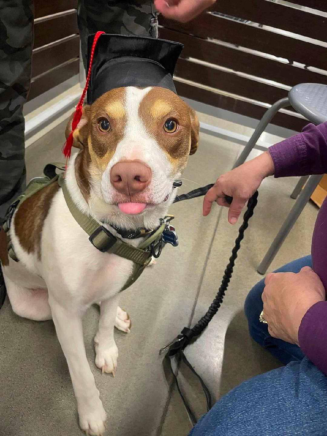 Charlie is registered to the contest to win money with this photo: dog, graduation_cap, pet, leash, indoor, floor, brown_and_white, canine, playful, sitting, person, hand, jeans, purple_sleeve, chair, metal, wooden_wall, cute, animal, companion