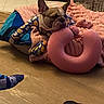 blanket, cozy, cute, dog, dog_bed, ear, floor, french_bulldog, indoor, pajamas, paw, pet, pink_pillow, relaxed, resting, sleepy, snout, soft, toy, wood_floor