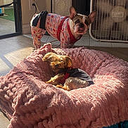 Cute joined the competition — help win amazing prizes! animal, blanket, canine, cozy, cute, dog, dog_bed, door, fan, floor, fur, home, indoor, pajamas, pet, pink_blanket, relaxing, resting, small_dog, sunlight