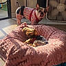 animal, blanket, canine, cozy, cute, dog, dog_bed, door, fan, floor, fur, home, indoor, pajamas, pet, pink_blanket, relaxing, resting, small_dog, sunlight