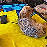 Cute joined the competition — help win amazing prizes! animal, bed, blanket, blue, cozy, curled_up, dog, dresser, fur, furniture, guitar, indoor, pet_bed, relaxing, room, shark_bed, shelf, small_dog, yellow, yorkshire_terrier