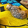 Cute joined the competition — help win amazing prizes! animal, bed, blanket, blue, blur, colorful, comfort, cozy, curled_up, dog, floor, fur, furniture, home, indoor, pet, relaxing, resting, small_dog, yellow