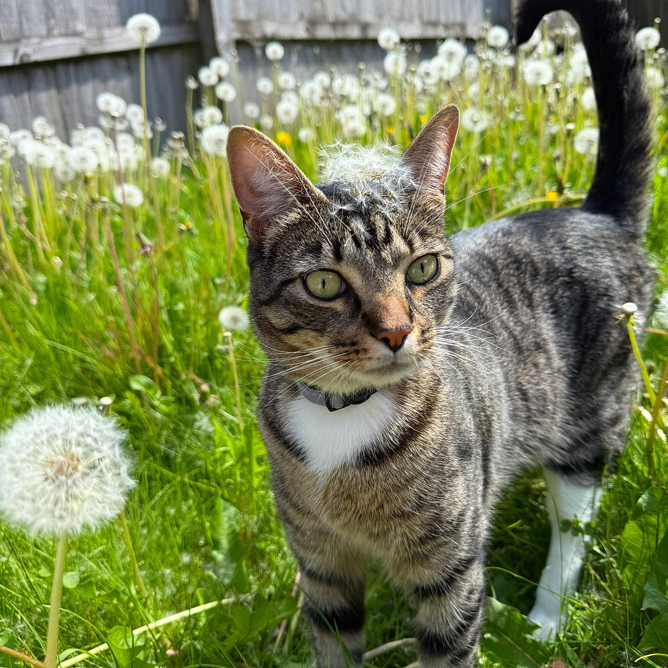 Salem joined the competition — help win amazing prizes! animal, cat, closeup, collar, curious, dandelion, ears, feline, flower, garden, grass, greenery, nature, outdoor, pet, summer, sunlight, tabby, tail, whiskers