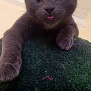 Skeeter D joined the competition — help win amazing prizes! cat, kitten, gray_cat, pet, animal, cute, tongue_out, feline, whiskers, ears, paws, close_up, indoor, curious, texture, soft, young_cat, playful, looking, portrait