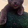 cat, kitten, gray_cat, pet, animal, cute, tongue_out, feline, whiskers, ears, paws, close_up, indoor, curious, texture, soft, young_cat, playful, looking, portrait