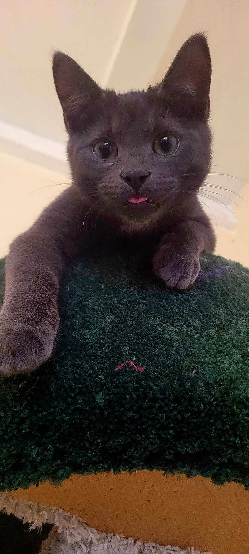 Skeeter D joined the competition — help win amazing prizes! cat, kitten, gray_cat, pet, animal, cute, tongue_out, feline, whiskers, ears, paws, close_up, indoor, curious, texture, soft, young_cat, playful, looking, portrait
